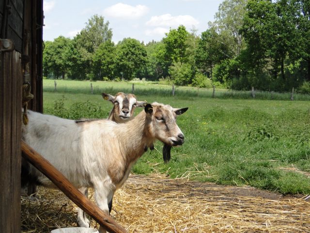 Landwirtschaft und Viehbetrieb auf dem Ferienhof Stegen