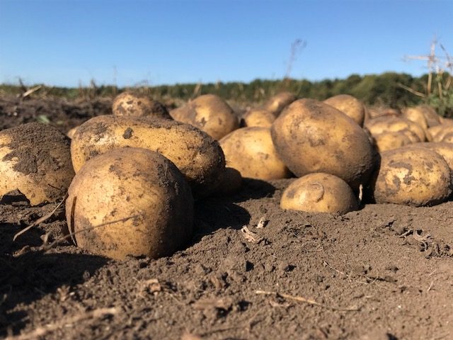 Die Kartoffelsaison beginnt bei uns im Frühjahr mit der Vorbereitung des Bodens