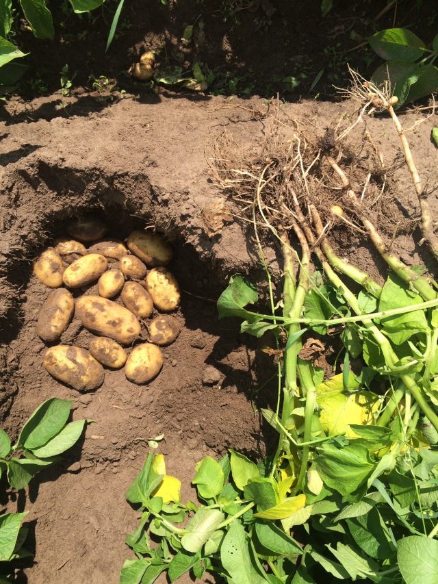 Kontrolle während der Vegetation