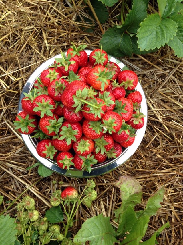 Unsere Erdbeeren sind mit Liebe angebaut und von der Sonne geküsst