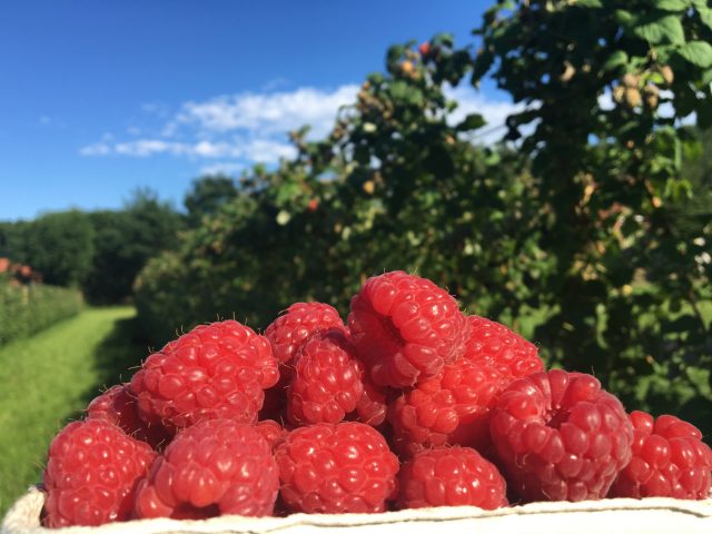 Stegen's Himbeeren