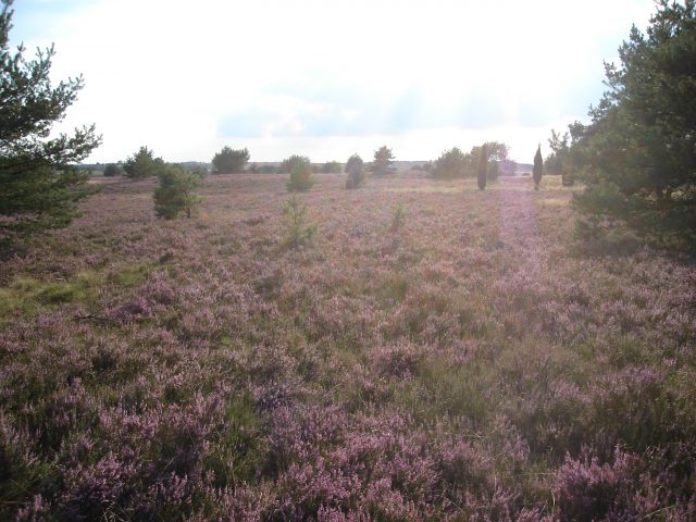 Unvergessliche Momente in der Lüneburger Heide