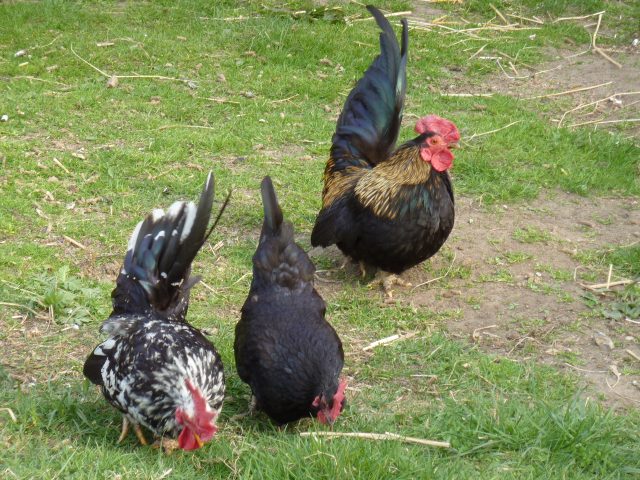 Frische Hühnereier auf dem Frühstückstisch