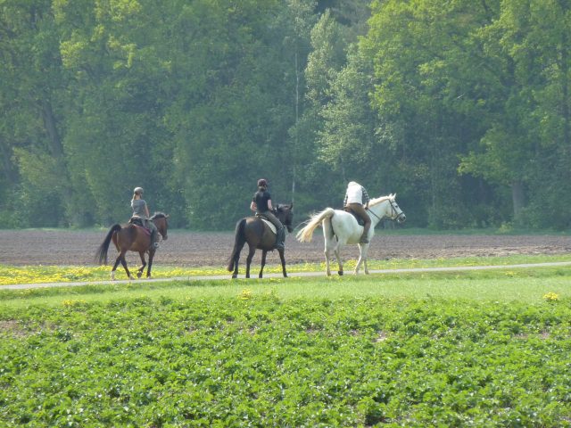 Reiterlebnis auf dem Ferienhof Stegen in der Lüneburger Heide