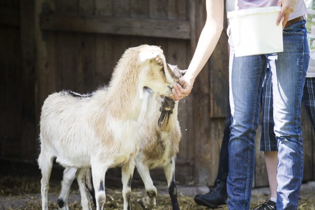 Landwirtschaftlicher Alltag auf dem Bauernhof